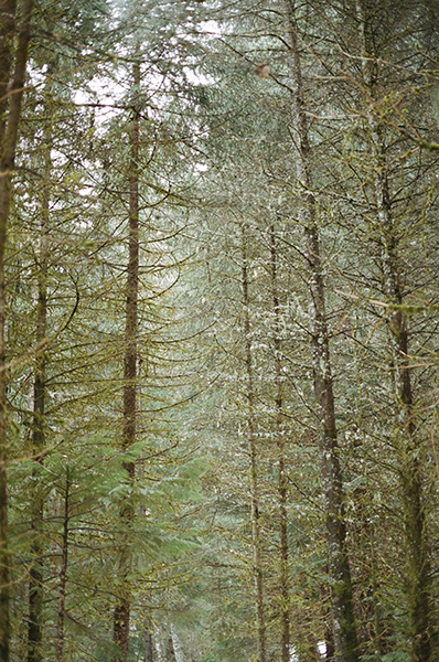 stand of tall pine trees