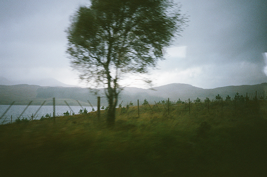 a tree, slightly out of focus as if in wind, on a grassy slope, against a gray sky; mountains and lake in the background