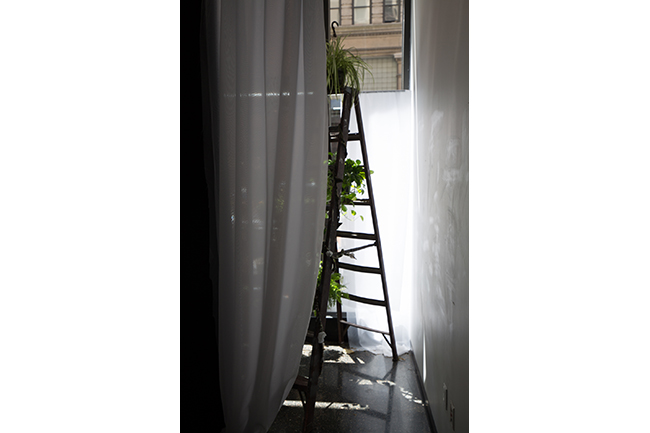 A view of a ladder with plants on a few of the rungs, seen from behind a white sheet. 