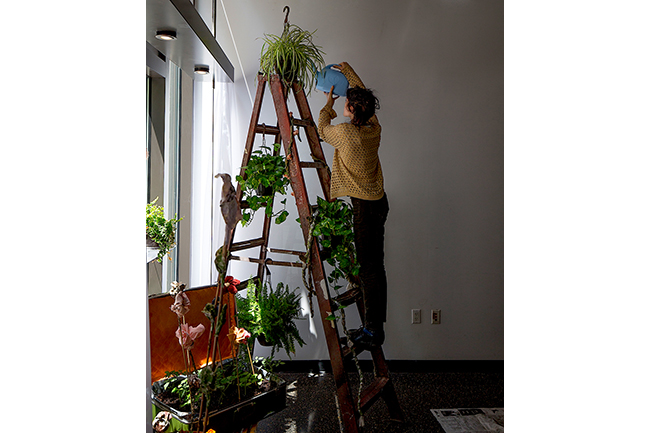 A woman waters some of the plants on the rungs of a ladder. 