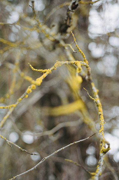 Close-up of lichen on branches