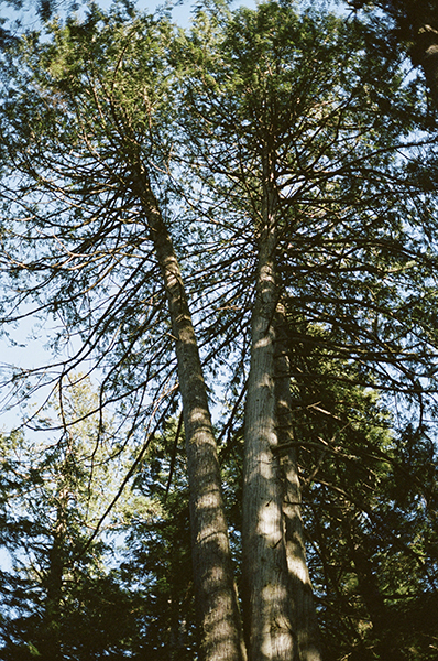 two tall pine trees, photographed from below