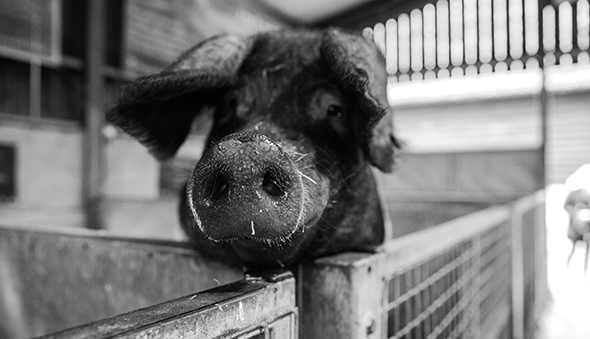 "Indiana State Fair Pig Auction" by Judy Luo