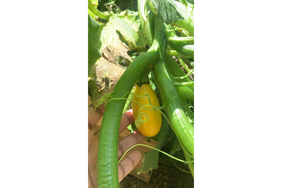 Photograph of a yellow squash on a fine, a hand lifting the little squash toward the camera