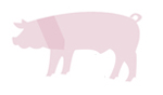Pork cartoon graphic with shoulder highlighted. 