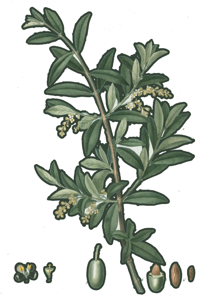 Medicinal plant illustration of an olive branch, featuring the various stages of olive development at the branch's base. 