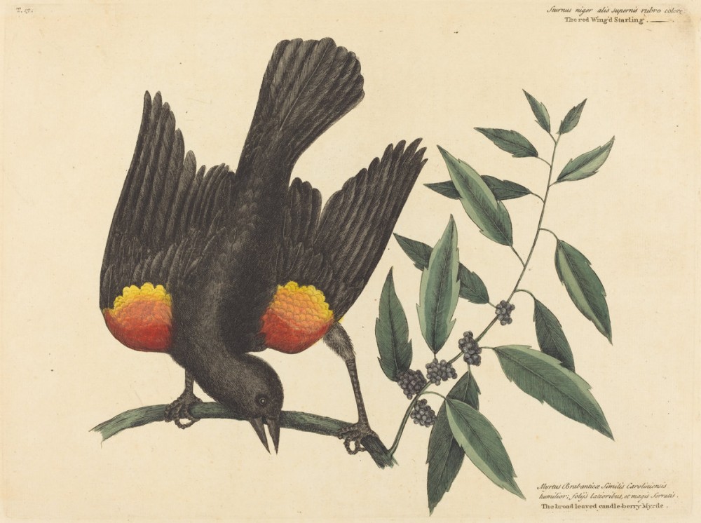 A dark bird with bright orange on its wings.