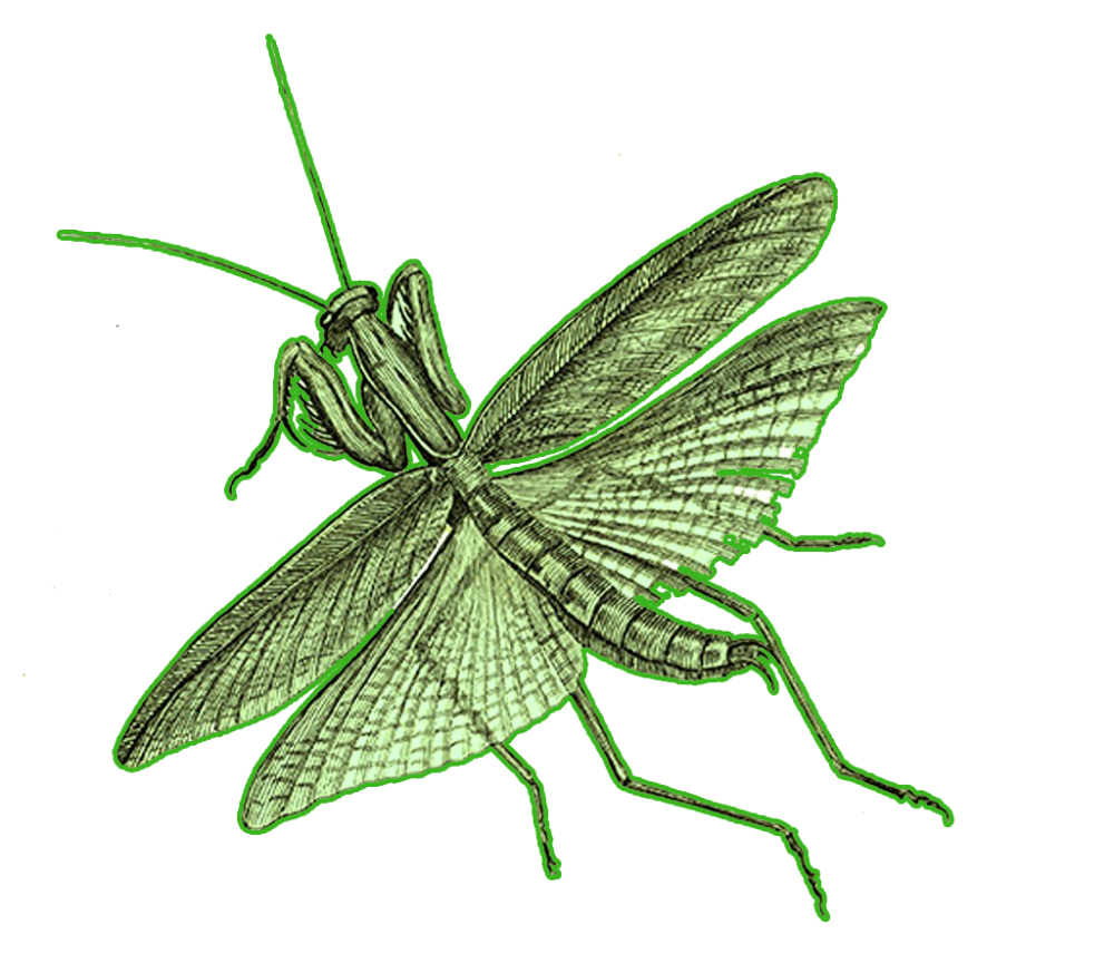 Botanic illustration of a praying mantis in flight.