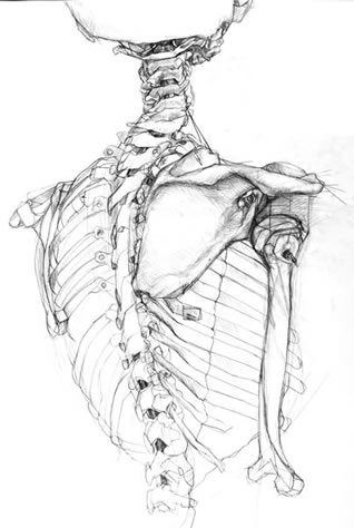 Spine Sketch