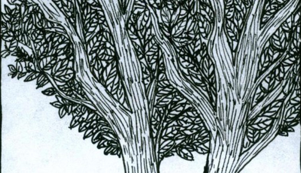 Sueda Bolukoglu's "Ceviz Agaci (The Walnut Tree)"
