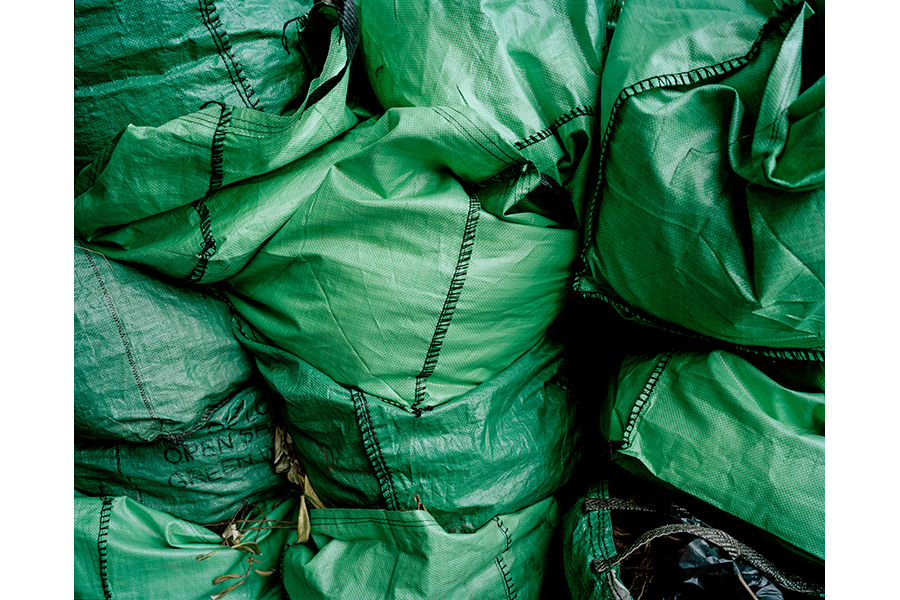 Photograph that is a closeup of bright green bags, filled with something lumpy; a few dried leaves on a twig emerge from one of them