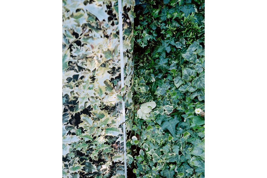 Photograph of ivy on two side of a wall; the leaves one side are sun-blanched while the others are deep green