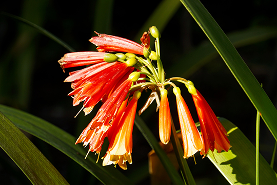Close-up photo of the Kniphofia flower; a cluster of red, trumpet-like blossoms