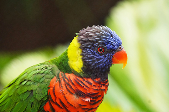 Closeup of the head and breast of a Rainbow Lorikeet with blue, yellow, green, and black-tipped red feathers; verdant, out-of-focus background 