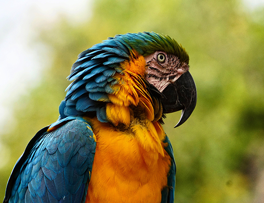 Close-up photograph of a blue-and-yellow macaw's head and breast; verdant, out-of-focus background