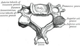 Cervical bones sketch.